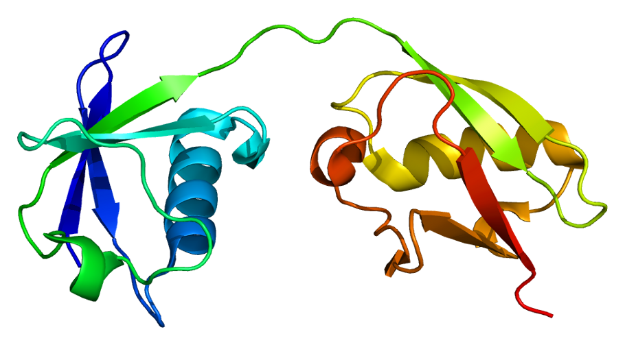 ISG15 protein structure