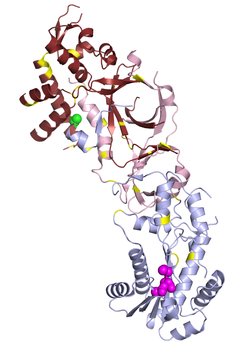 Human Ribonuclease H2 complex